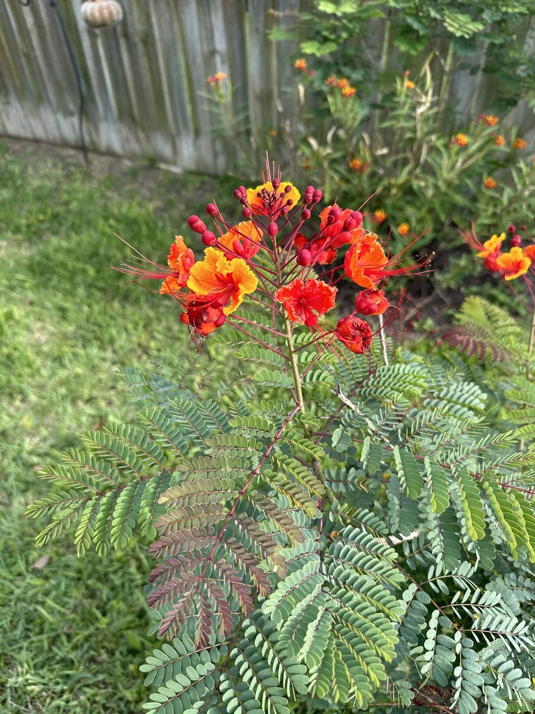 Red peacock flower from Guadalupe Ave, McAllen, TX, US on April 13 ...