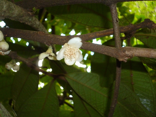 Eugenia umbrosa