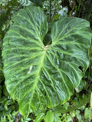 Philodendron verrucosum image