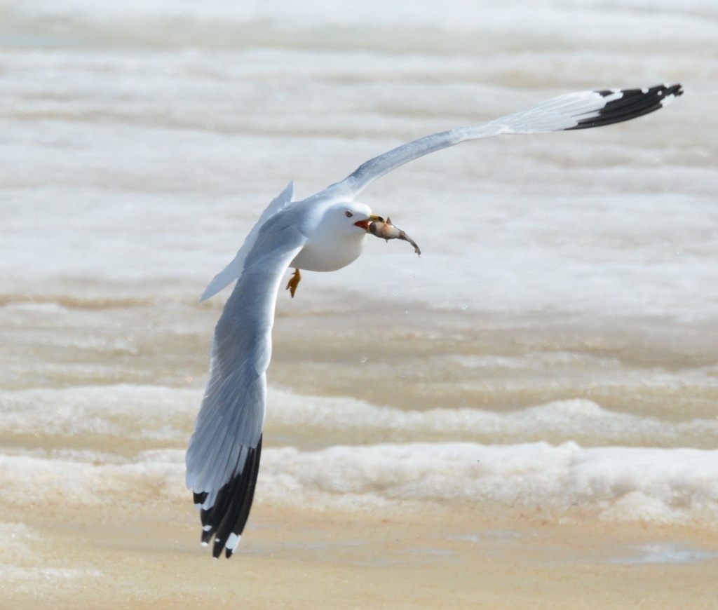 Ringbilled Gull from Phantom Lake, Grantsburg, WI, US on April 11