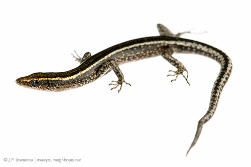 Elegant Snake-eyed Skink