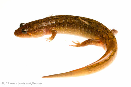 Spotted Dusky Salamander