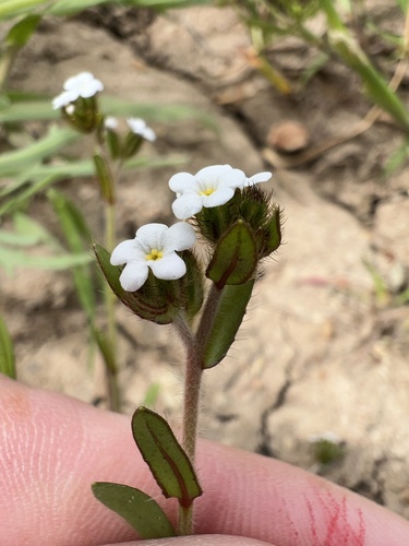 dye popcornflower (Plagiobothrys infectivus)