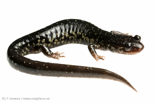 Mississippi Slimy Salamander