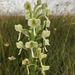 Lightning Ghost Orchid - Photo (c) Carel Fourie, all rights reserved, uploaded by Carel Fourie