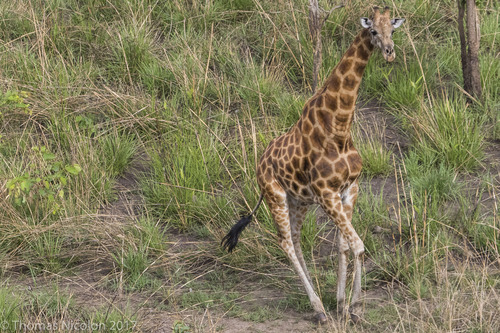 Kordofan Giraffe