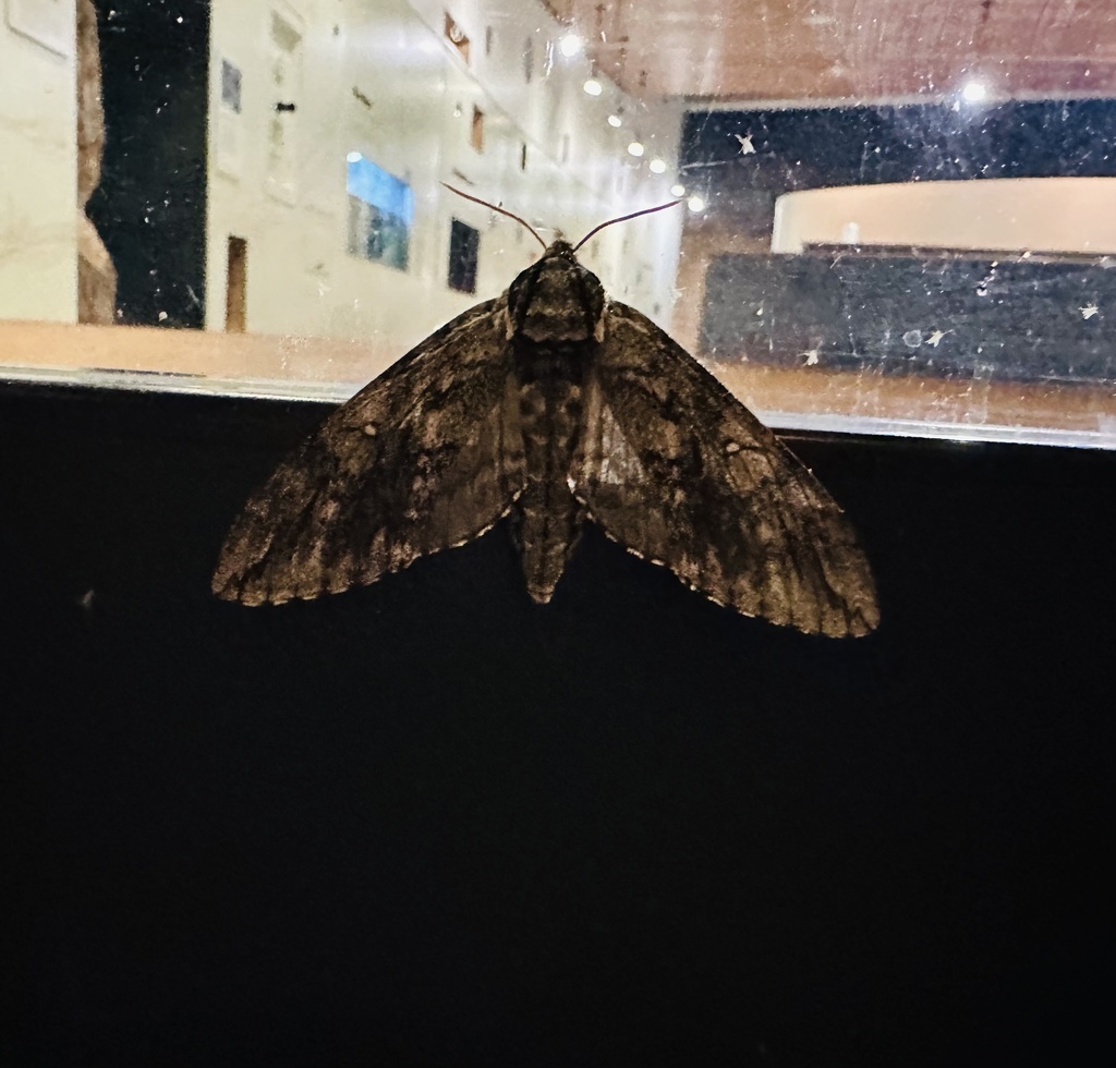 Waved Sphinx from Trinity River Audubon Center, Dallas, TX, US on April ...