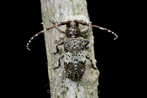 Falsomesosella truncatipennis · iNaturalist