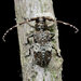 Falsomesosella truncatipennis - Photo (c) 豆豆, todos los derechos reservados, subido por 豆豆