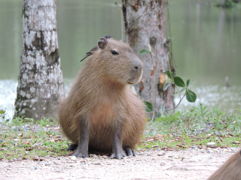 Capybara from Poço Fundo, Brusque - SC, Brasil on November 24, 2020 at ...