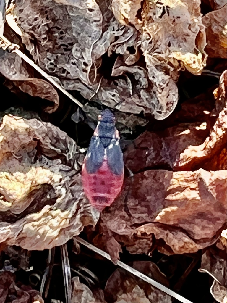 Redshouldered Bug from Southwest Oklahoma City, Oklahoma City, OK, US