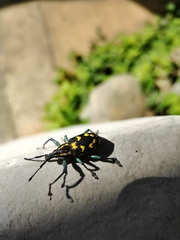 Exophthalmus nicaraguensis image
