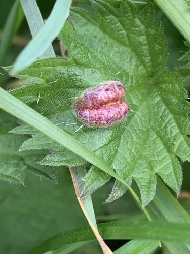 Nettle Clustercup Rust fungus