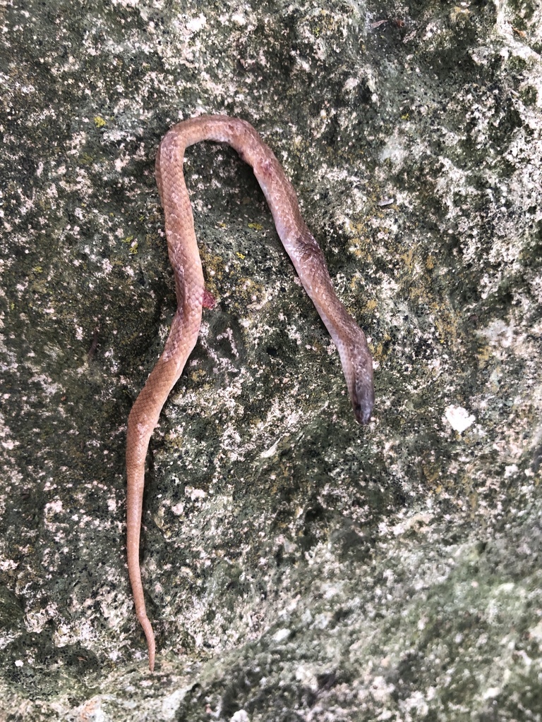 Colubrid Snakes from Colorado Crossing, Austin, TX, US on April 14