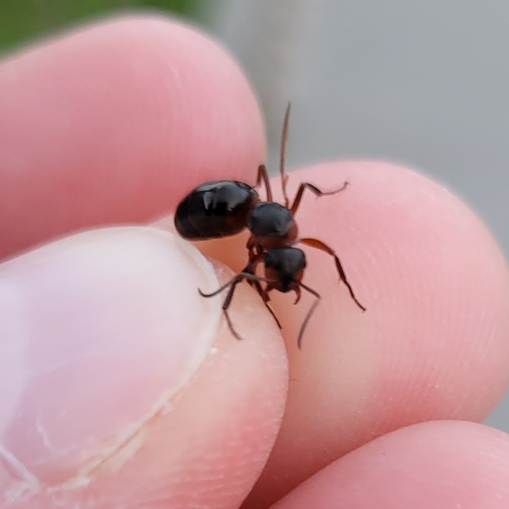 rufagroup Wood Ants from Warzelnicza Szkoła 01, 03289 Warszawa