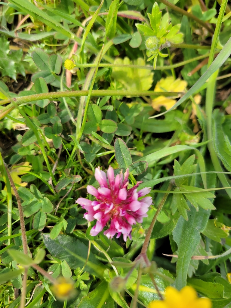 springbank clover from Point Reyes Station, CA 94956, USA on April 4 ...