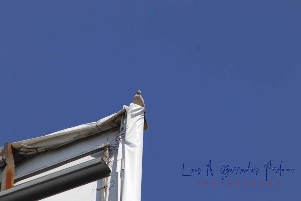 Eurasian CollaredDove from Reserva Territorial, Col Santa Bárbara, Ver