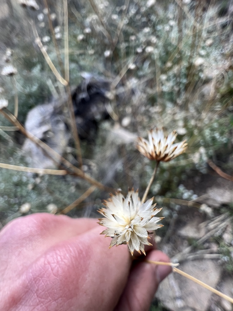 sunflowers and allies from Coronado National Forest, Tucson, AZ, US on