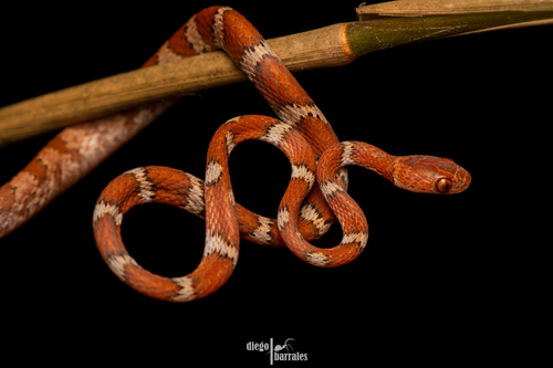 Central American Tree Snake