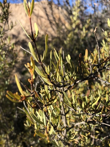 Bushrue
