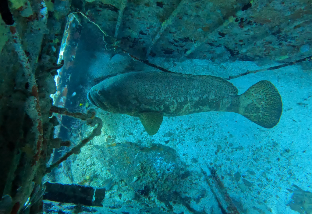 Goliath grouper