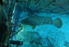 Goliath grouper
