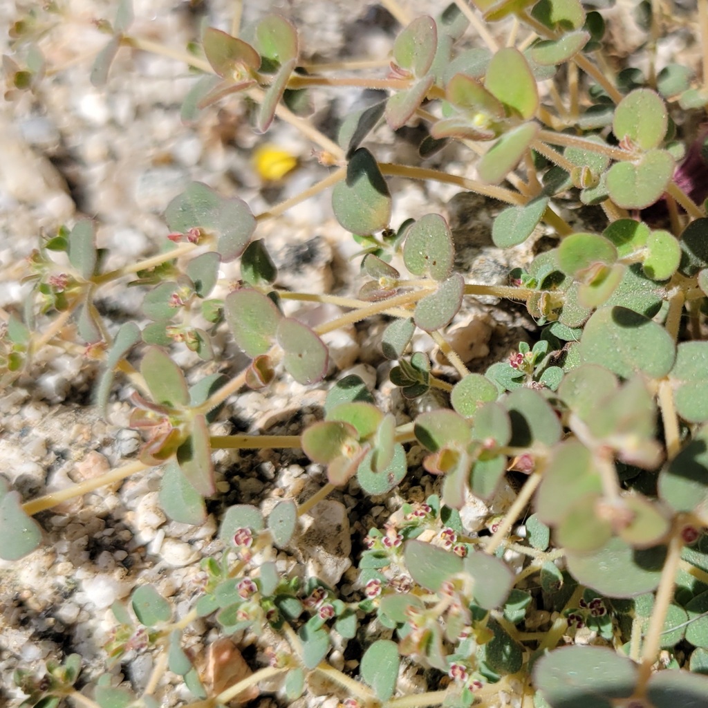 smallseed sandmat from Palm Desert, CA, USA on April 14, 2023 at 11:51 ...