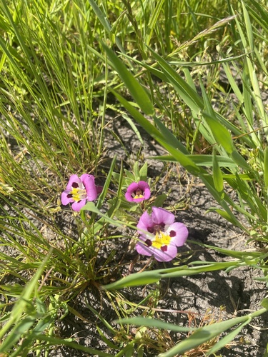iNaturalist observation photo of tricolor monkeyflower