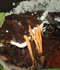 Cordyceps militaris image