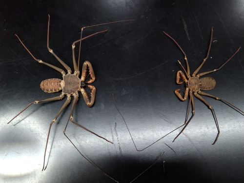 Acanthophrynus coronatus