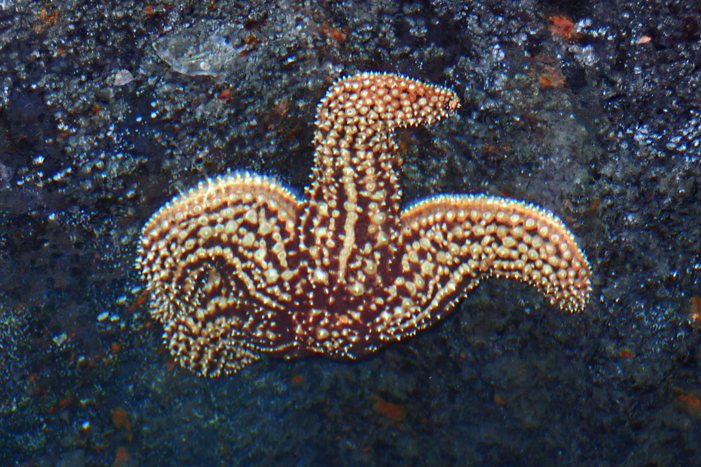 Pisaster giganteus - Wikipedia