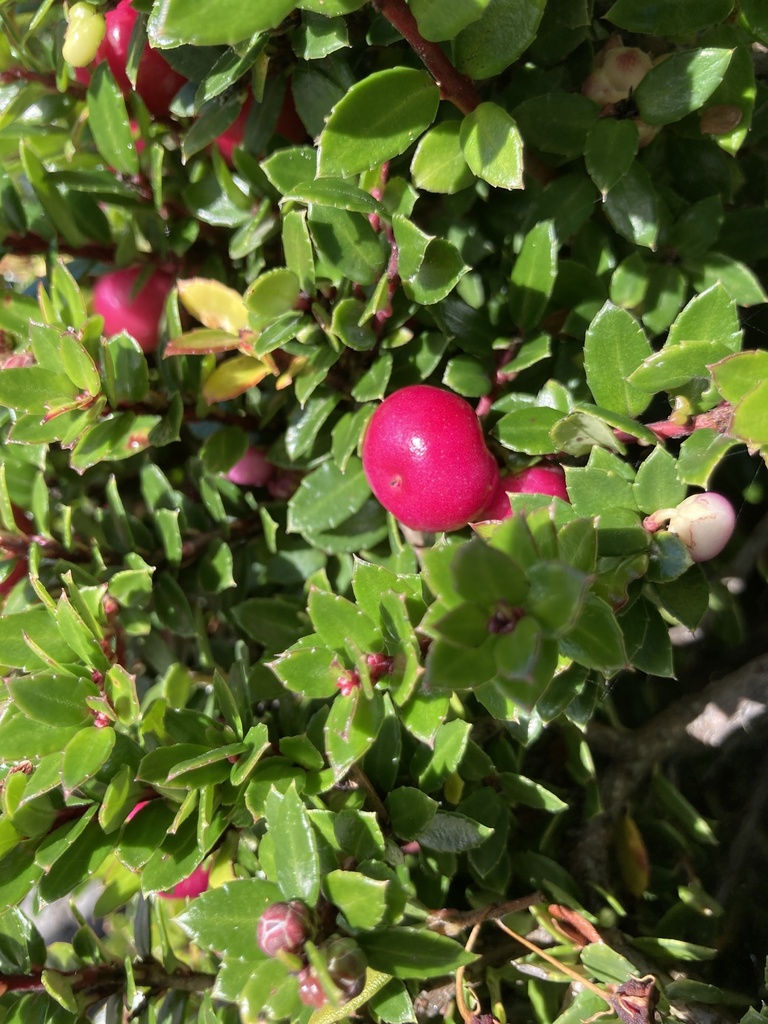 wintergreens from Chiloé, CL-LL, CL on April 14, 2023 at 12:46 PM by ...