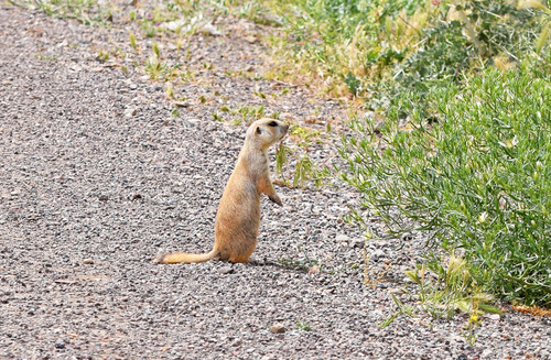 Yellow Ground Squirrel