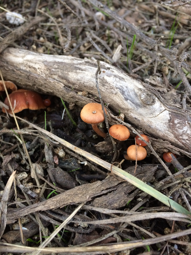 iNaturalist observation photo of scurfy twiglet