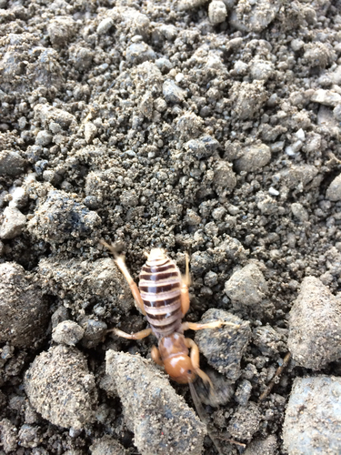 iNaturalist observation photo of North American Jerusalem Crickets