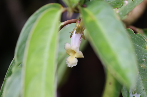 Drymonia stenophylla