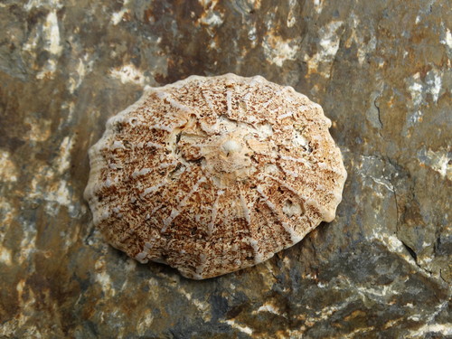 Snowy Limpet