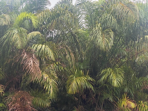 Raphia taedigera - Leaves