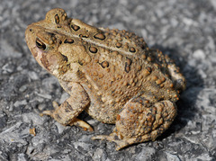 American Toad - Photo (c) Gerry Salmon, all rights reserved, uploaded by Gerry Salmon