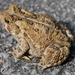 American Toad - Photo (c) Gerry Salmon, all rights reserved, uploaded by Gerry Salmon