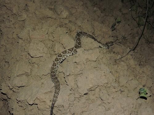 Neotropical Rattlesnake