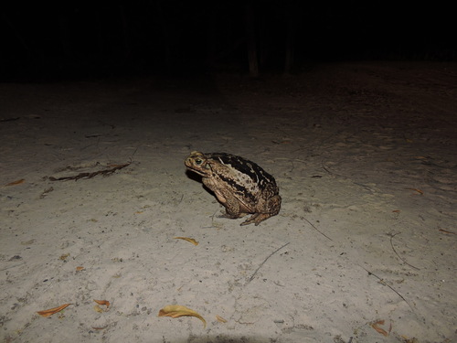 Cururu Toad