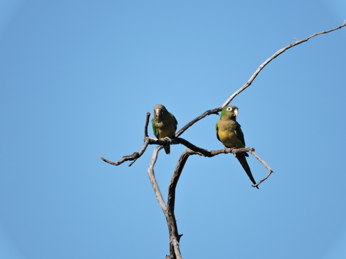 Cactus Parakeet