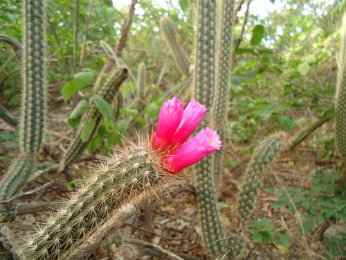 Arrojadoa rhodantha