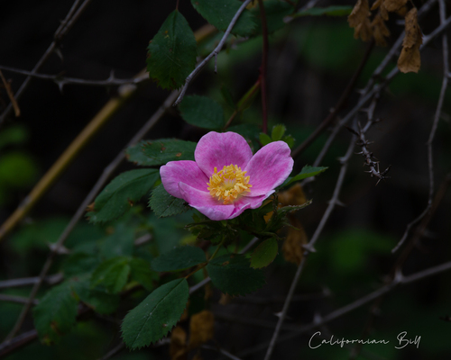 iNaturalist observation photo of California Wild Rose