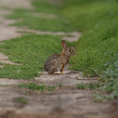 iNaturalist observation photo of Desert Cottontail