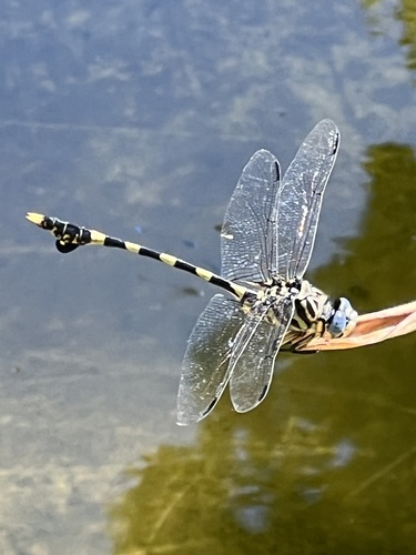 Tigertail