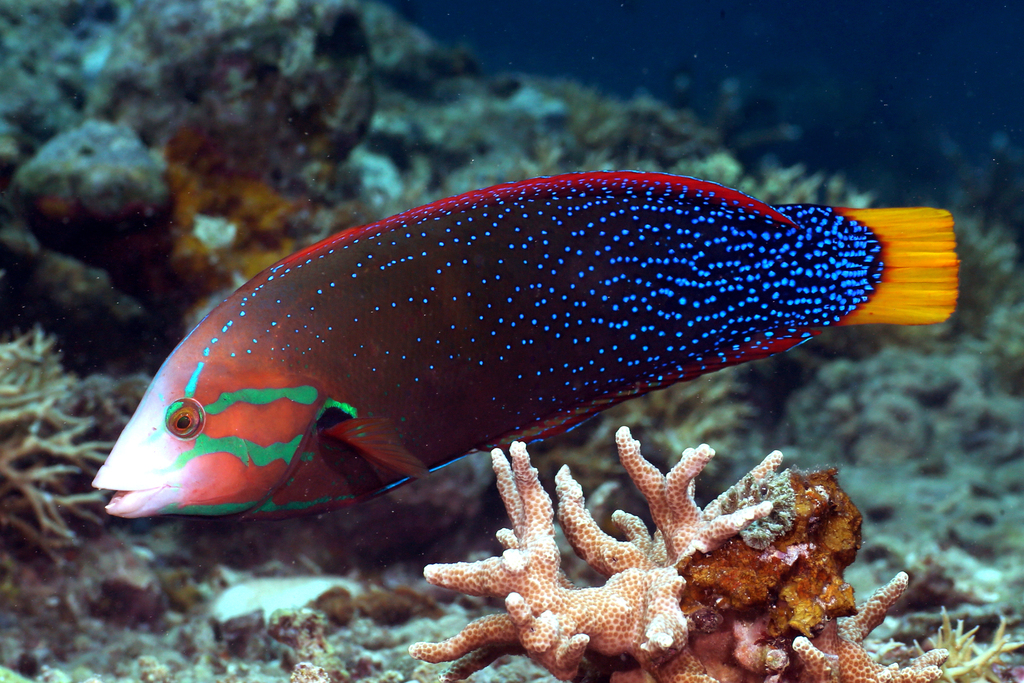 Yellowtail Coris (Coris gaimard) · iNaturalist