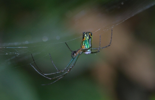 Leucauge mariana