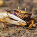 West African Fiddler Crab - Photo (c) 异草志, all rights reserved, uploaded by 异草志